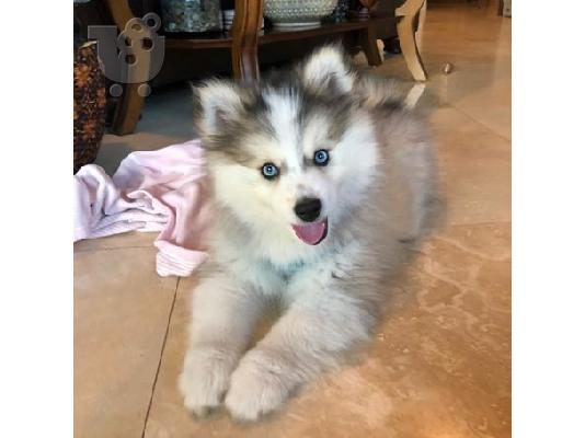 PoulaTo: Κουτάβια Pomsky
